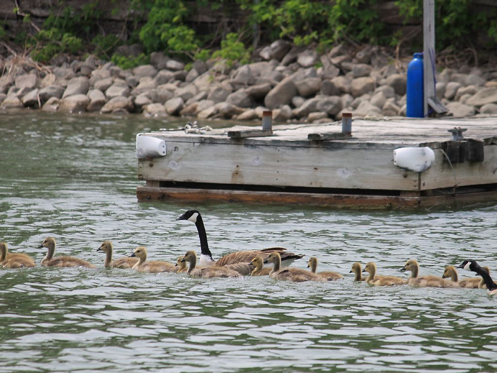 Nineteenth slide image